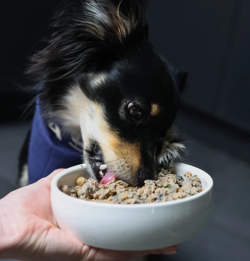 A dog eating from a bowl held in someone’s hand
