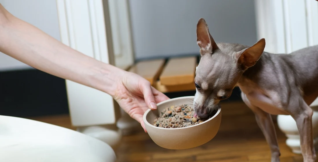 A bowl of fresh food being set down for a small dog